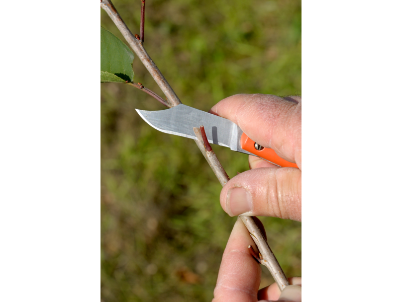 Bahco Garden Knife Grafting 180mm (7